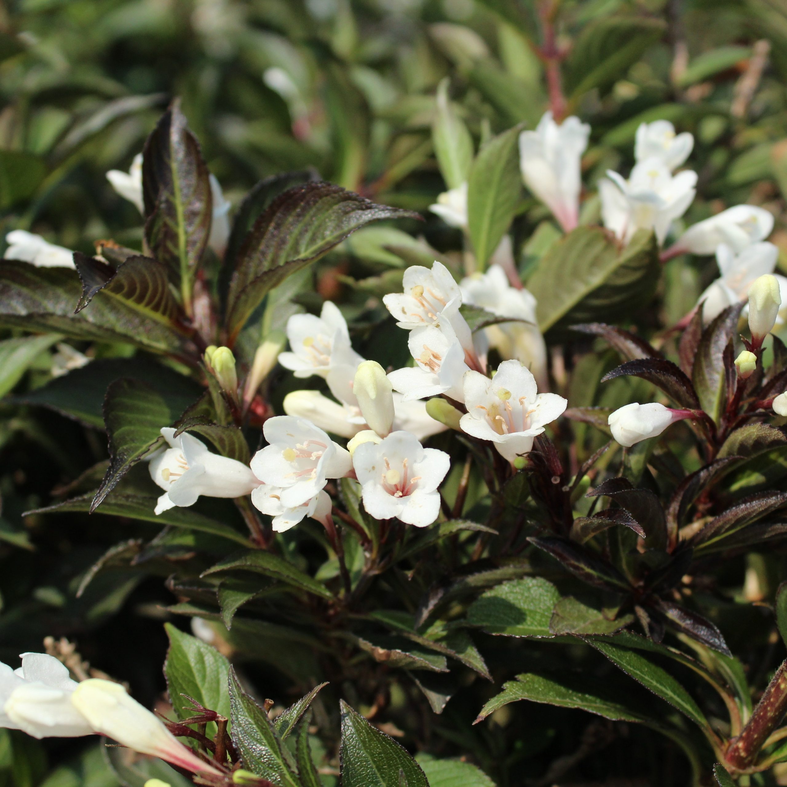 Weigela 'Black and White'