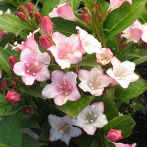 Weigela 'Carnaval'