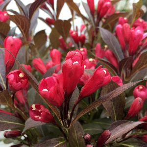 Weigela 'Electric Love'