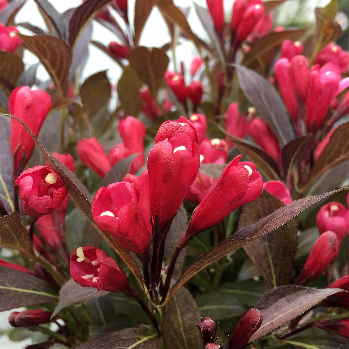 Weigela 'Electric Love'