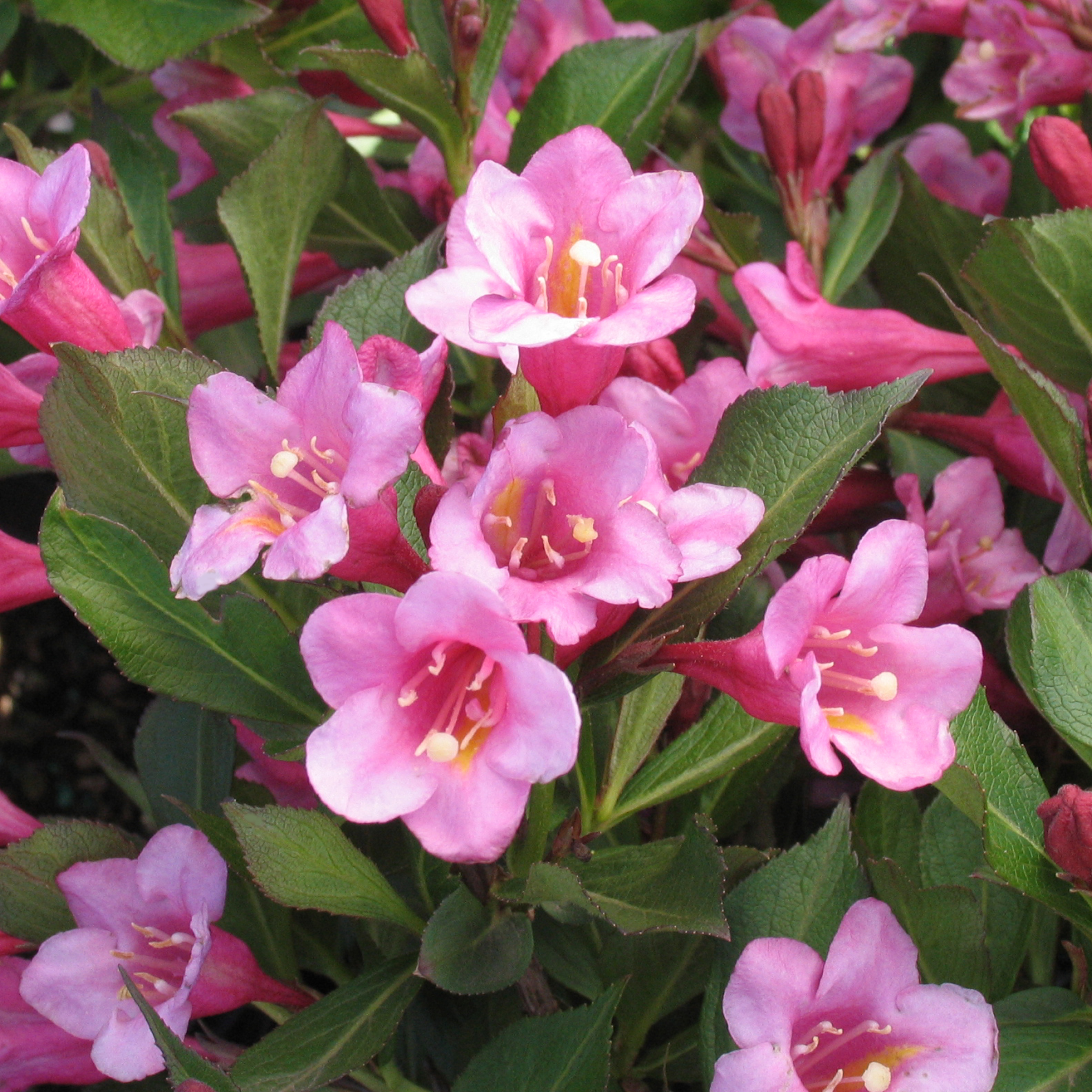 Weigela florida 'Minuet'