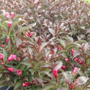 Weigela florida 'Shining Sensation '