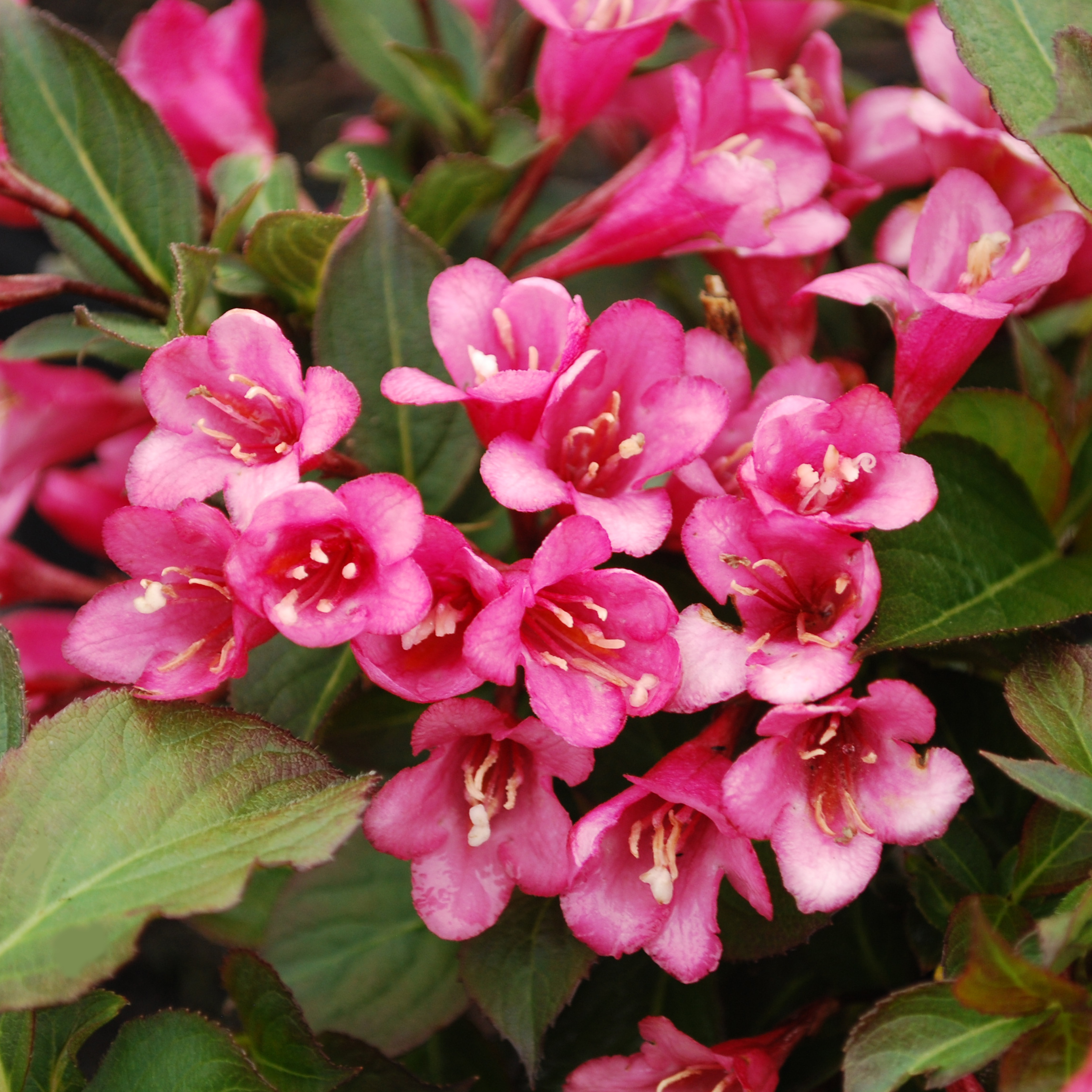 Weigela florida 'Vampire'