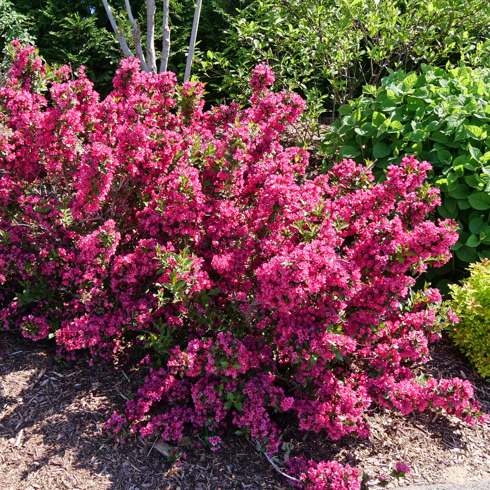 Weigela florida 'Sonic Bloom Punch'