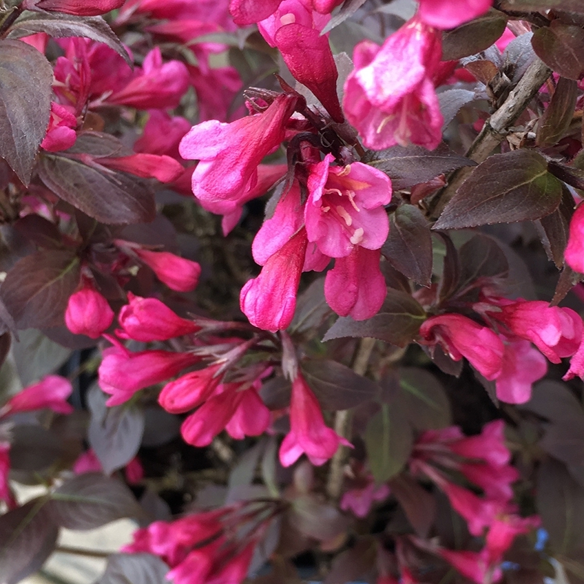 Weigela 'Stunner'