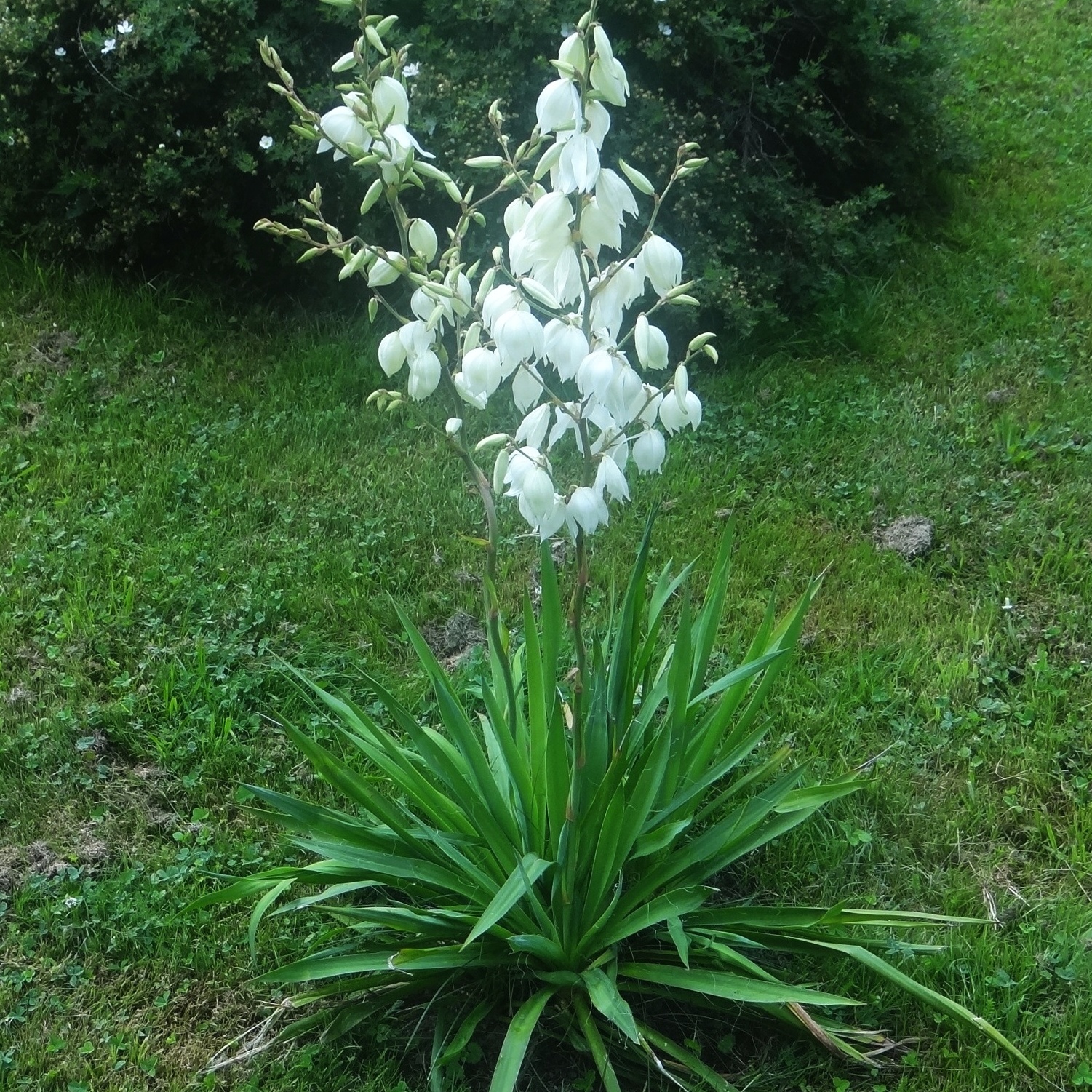 Yucca filamentosa